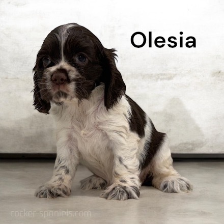 puppy, for, sale, Cocker Spaniel, Joe & Cherri  Overlease, dog, breeder, Miller, MO, dog-breeder, puppy-for-sale, forsale, nearby, find, puppyfind, locator, puppylocator, aca